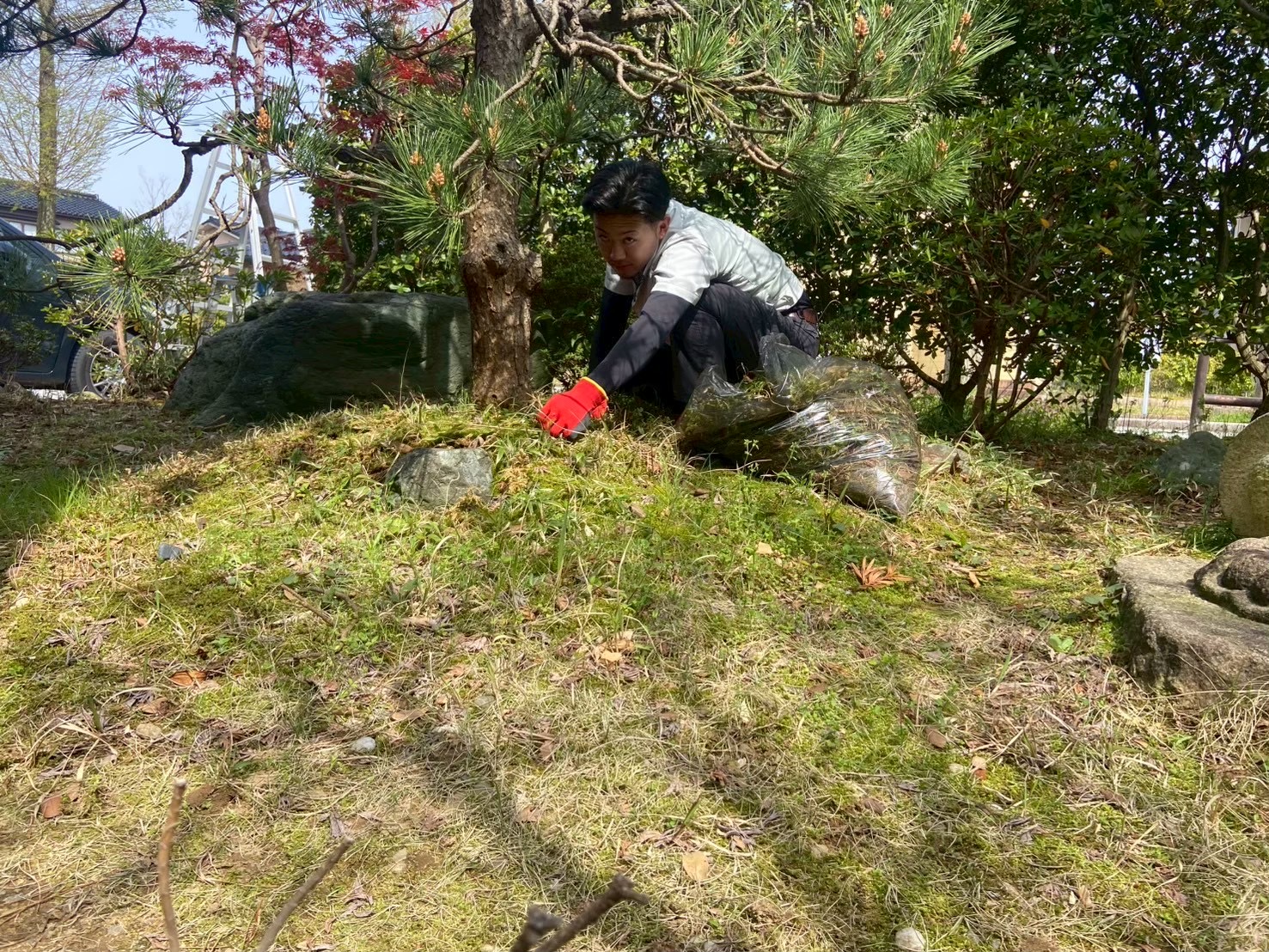 庭木の剪定・お手入れ（3～5ｍ）の画像